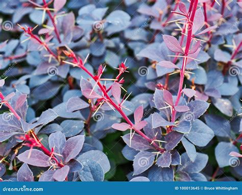 do barberry bushes have thorns.